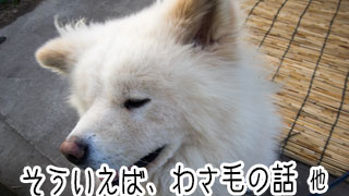 【わさお通信：特別増刊】そういえば、わさ毛の話 他