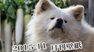 【わさお通信：特別増刊 2015-11】月刊わさお壁紙