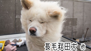 【わさお通信：特別増刊】長毛秋田犬 他