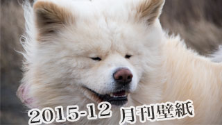 【わさお通信：特別増刊 2015-12】月刊わさお壁紙