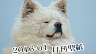 【わさお通信：特別増刊 2016-01】月刊わさお壁紙