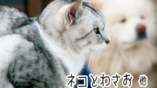 【わさお通信：特別増刊】ネコとわさお 他