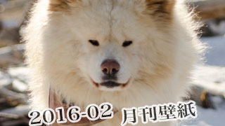 【わさお通信：特別増刊 2016-02】月刊わさお壁紙