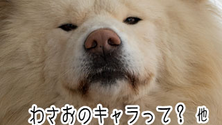 【わさお通信：特別増刊】わさおのキャラって？ 他