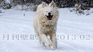 【わさお通信：特別増刊 2013-02】月刊わさお壁紙