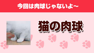 猫の肉球　Part7 「猫の肉球の表」