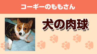 犬の肉球 Part6（看板犬ももさん3回目・お尻サービス！）