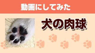 みなさまからいただいた肉球画像を動画にしてみた（犬編）