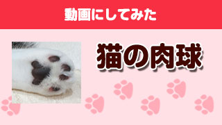 みなさまからいただいた肉球画像を動画にしてみた（猫編）