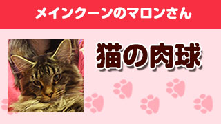猫の肉球　Part8 「メインクーンのマロンさん」