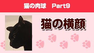 猫の肉球　Part9 「猫の横顔」