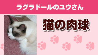 猫の肉球 Part5（ラグドールのユウさん）