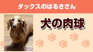 犬の肉球 Part4（投稿画像：ダックスのはるきさん）