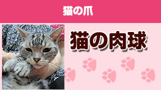 猫の肉球　Part6 「猫の爪」