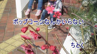 ポップコーンなんかいらない　　ちとく