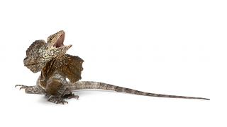 ＊六＊niconico奨励金が変形ロングテールで立てた大きな金字塔。