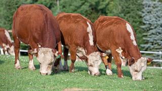 【馬】「イクメン、弁当男子」は、なぜ大丈夫か