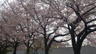 一流柔道家との交流■中井祐樹の「東奔西走日記」4月1日〜14日編