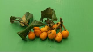 「世界柔術選手権2016」「シャチ横内」……中井祐樹の「東奔西走日記」6月1日〜14日編