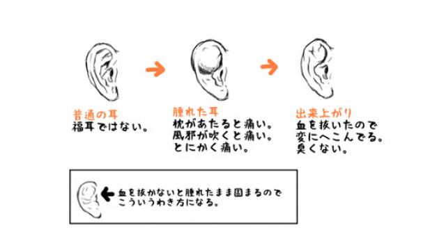 柔道、レスリング……わいた耳の話■二階堂綾乃