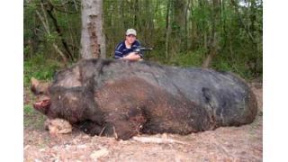 巨大化したイノシシの変異体？イノゴン