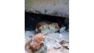 壊されたサンゴ消えた　沖縄・新基地作業の海底で確認／県はあすから潜水調査