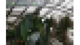 「私を危険な混浴温泉に連れてって」現役アイドルがヤラセ無しのガチ潜入!!その2