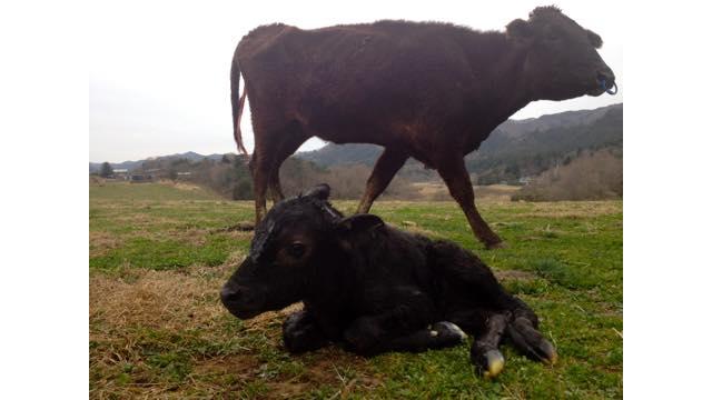 Vol.198　原発事故で被ばくした牛は生かすべきか、殺すべきか