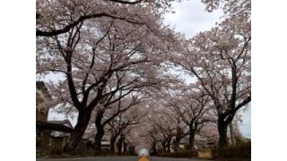 Vol.076 富岡町・夜の森の桜は「帰還意識の高揚」につながるか？
