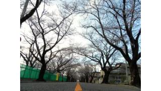 Vol.083 福島県富岡町「夜の森の桜」の今