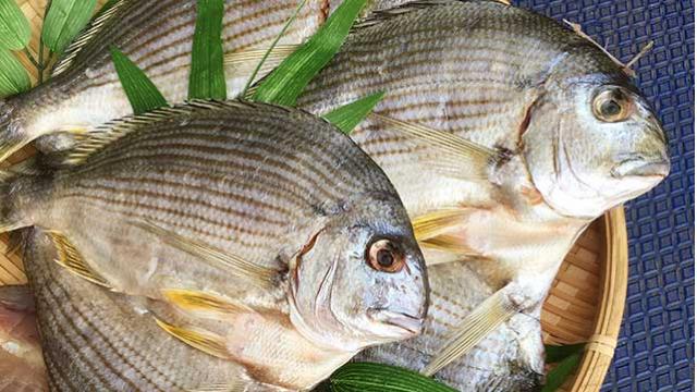 新商品干物「へ鯛ひらき」マナジ