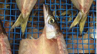 【浜千商店】カマスの干物【三重県尾鷲市九鬼産】