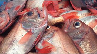 【限定新商品】ハシキンメの干物【三重県尾鷲市九鬼産】