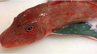 【限定品】ほうぼうの干物【三重県尾鷲市九鬼産】