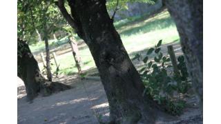 姫路城に生えてる木の穴に住む子猫ちゃん画像!!珍しい上に可愛い過ぎるの声多数!!