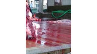 【閲覧注意】調査捕鯨への批判高まる中「クジラ解体」の現場を直撃!! 敷地には外国人の姿も…。