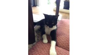 ネコがお金持ちになった方法