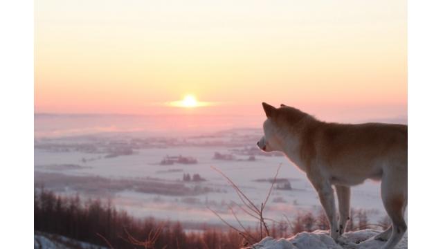 犬は飼い主を選べない