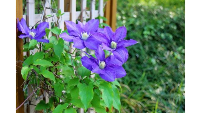 クレマチスの花咲く頃に