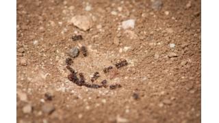 最後に残った怠けアリ、働くより死を選ぶ　千葉電波大