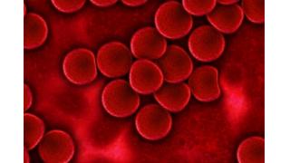 「疑似科学信じやすい」９割はＯ型　千葉電波大