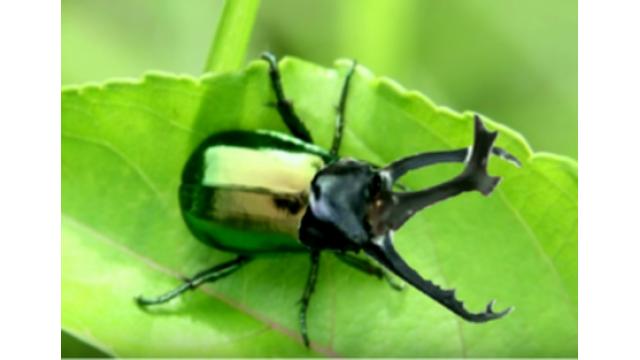 「コガネクワガタカブトムシ」も作れる　人工昆虫キットが人気