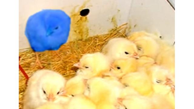 自己愛強いヒヨコ誕生　鏡使い自分を刷り込み　英研究