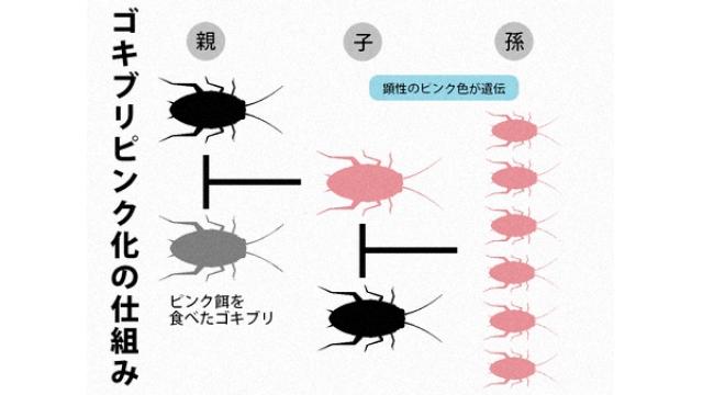 ゴキブリ、ピンクに染める化合物開発　殺さない駆除剤へ道