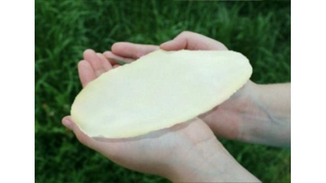 ひとつぶ３００ｍｍ　巨大新種米「ひとにぎり」開発　山形