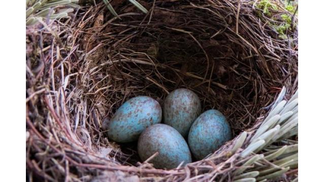 カッコウの托卵、過去最高を記録　求められる子育て支援