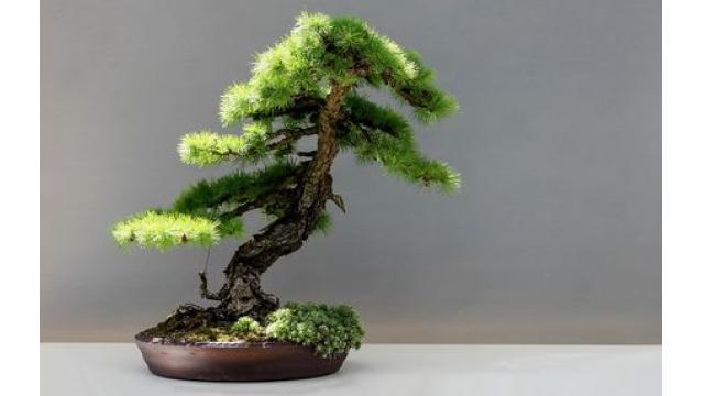 「かわいいね」褒め過ぎ盆栽、枯死早める可能性　千葉電波大