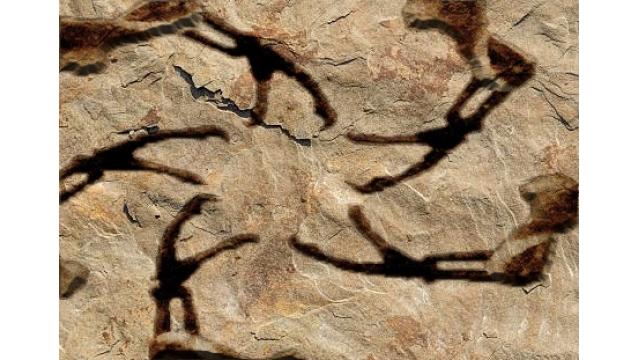 【企画広告】ティラノサウルスの星ピース化石　三宅島で発見