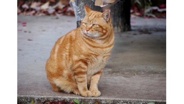住宅街に野生のネコ出没　警戒呼びかけ　東京・世田谷区