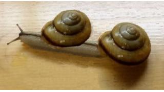 「幻のエスカルゴ」ダブルマイマイの繁殖に成功　仏